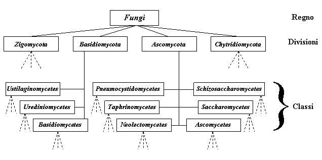 Esempio di sistematica