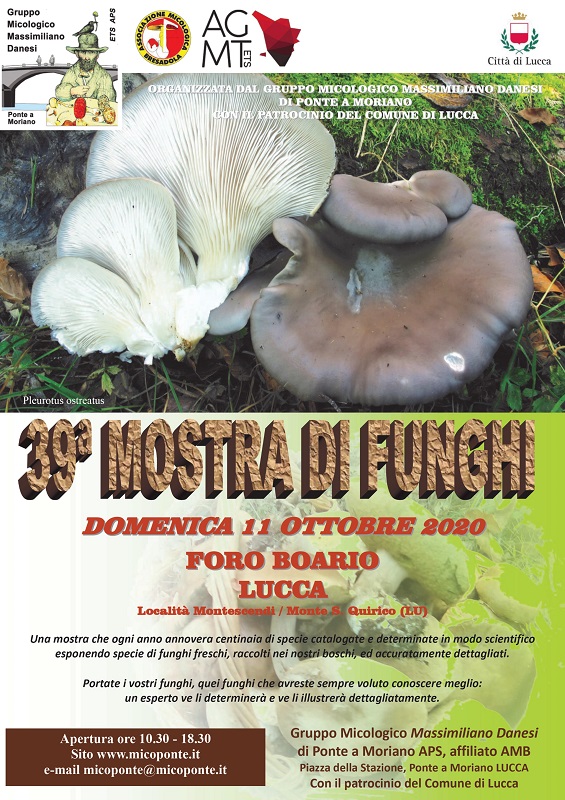 39^ mostra di funghi