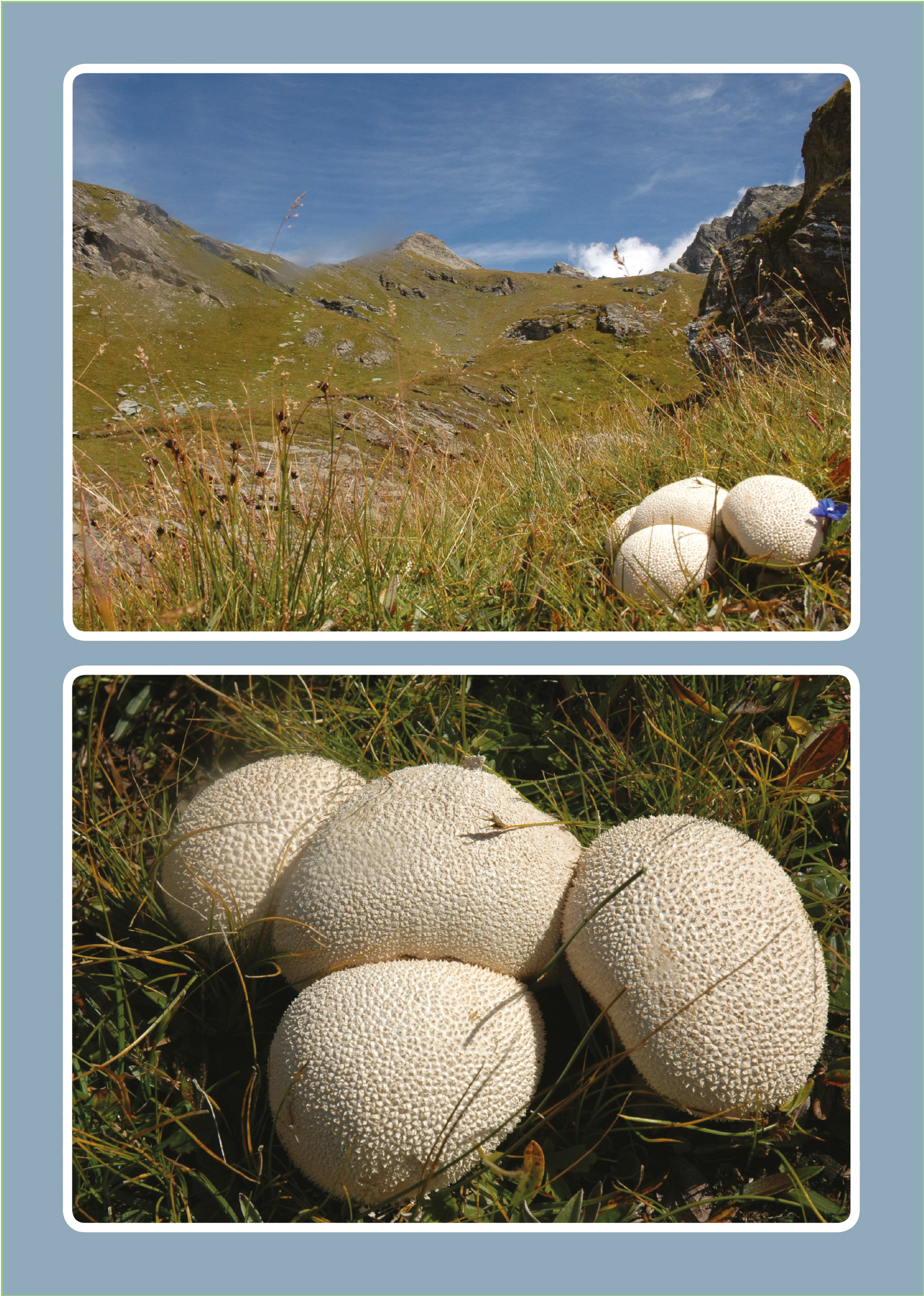 Lycoperdon utriforme