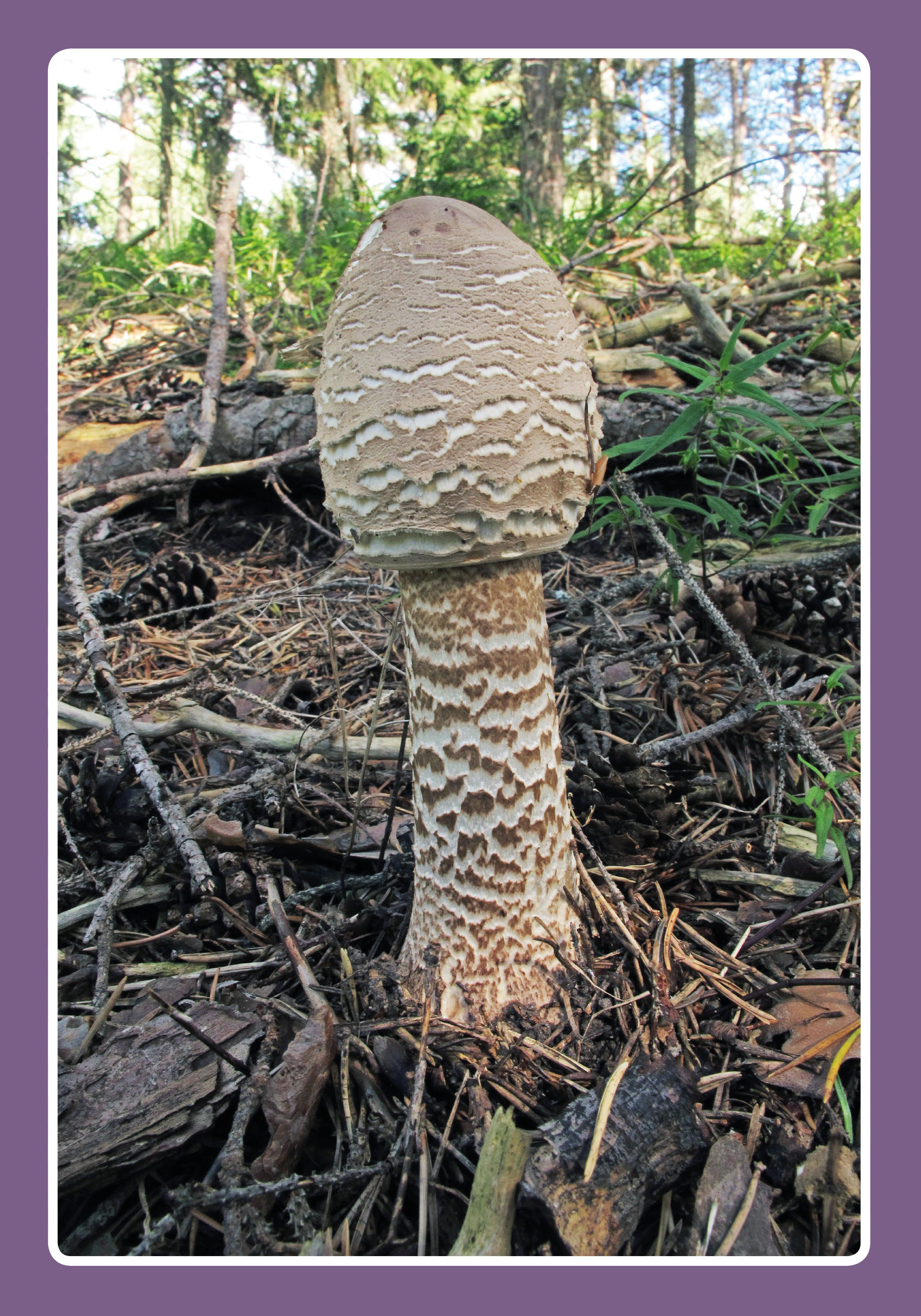 Macrolepiota procera