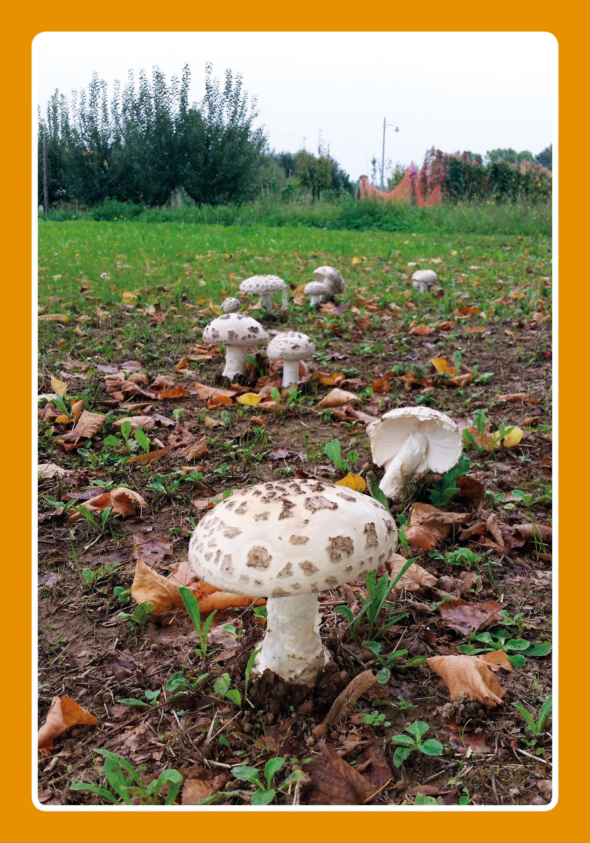 Amanita strobiliformis