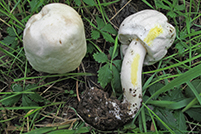 Agaricus xanthodermus