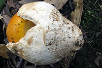 Amanita caesarea