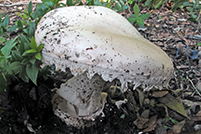 Amanita ovoidea