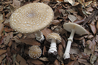 Amanita pantherina