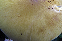 Amanita phalloides