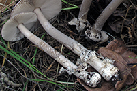 Amanita simulans