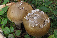 Amanita submembranacea