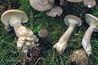 Ampulloclitocybe clavipes