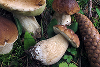 Boletus edulis