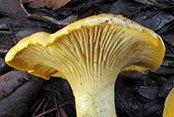 Cantharellus pallens