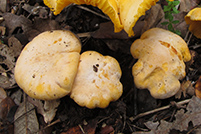 Cantharellus pallens