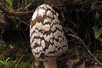 Coprinopsis picacea