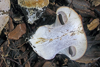 Cortinarius aleuriosmus