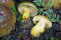 Cortinarius atrovirens