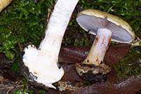 Cortinarius catharinae