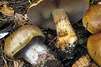 Cortinarius glaucopus