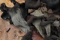 Craterellus cornucopioides