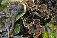 Craterellus undulatus