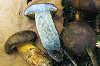 Cyanoboletus pulverulentus