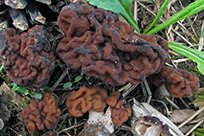 Gyromitra esculenta