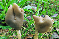 Helvella elastica