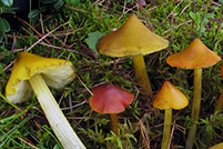 Hygrocybe conica