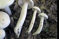 Hygrophorus cossus