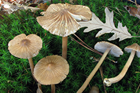 Inocybe asterospora