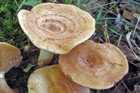 Lactarius chrysorrheus