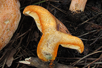 Lactarius deliciosus