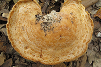 Lactarius mediterraneensis