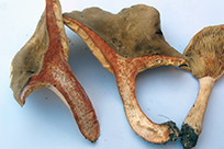 Lactarius pterosporus