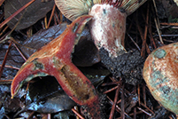 Lactarius sanguifluus var. violaceus