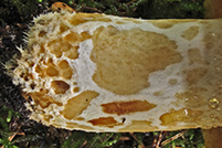 Lactarius scrobiculatus