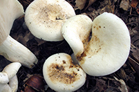 Lactifluus piperatus