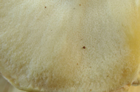 Laetiporus sulphureum
