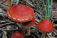 Leratiomyces ceres