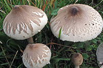 Macrolepiota konradii