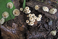 Marasmius rotula