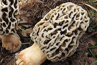 Morchella esculenta var. vulgaris