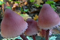 Mycena haematopus