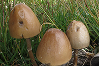 Panaeolus semiovatus