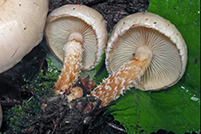 Pholiota lenta