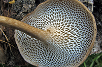 Polyporus brumalis