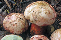 Rubroboletus rhodoxanthus