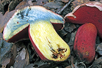 Rubroboletus rhodoxanthus