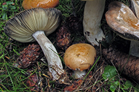 Russula decolorans