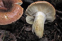 Russula graveolens