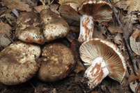 Russula nigricans